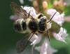 Megachile sp.